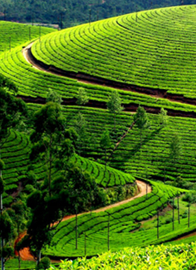 Munnar