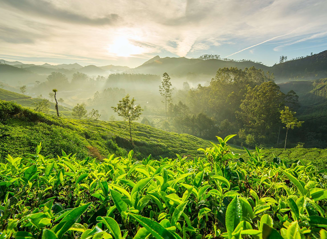Munnar