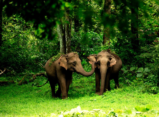 Wayanad